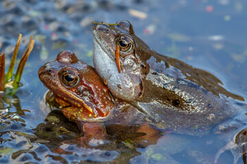 Grasfrösche (Rana temporaria)