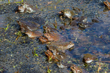 Grasfrösche (Rana temporaria)