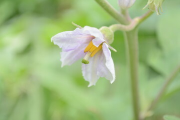 Eggplant Flower View