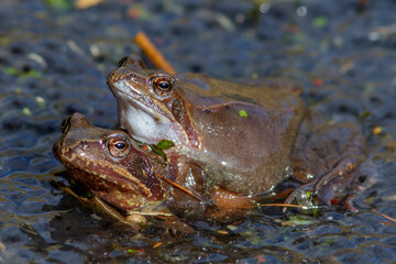 Grasfrösche (Rana temporaria)