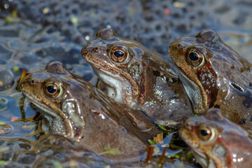 Grasfrösche (Rana temporaria)