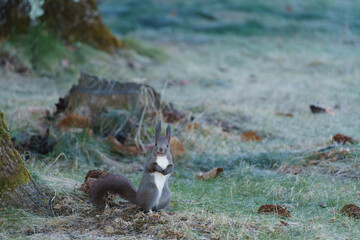 complaining squirrel on the grass field in Hokkaido Japan