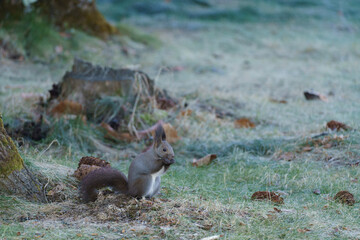 squirrel eating berries on the grass field in Hokkaido Japan