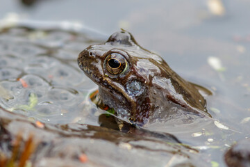 Grasfrosch (Rana temporaria)