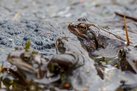 Grasfr&ouml;sche (Rana temporaria)
