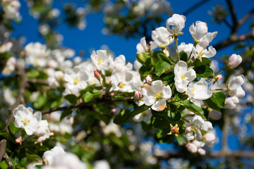 Beautiful branch flowers of an apple tree blooms in sun on a spring day, close up, macro. Spring background with white blossom on  blue sky with space for text