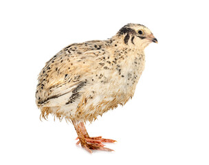 japanese quail in studio