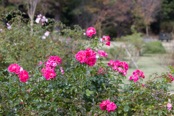 Obraz premium 秋の薔薇の花 Pink rose flower that blooms in autumn. 