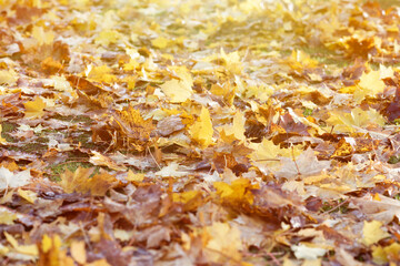 Yellow autumn leaves on the ground