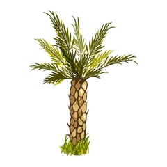 Thick stem with long green leaves, greenery, grass, nature. Vector palm tree in wild nature, tropical climate, summer oasis and botanical design isolated on white background