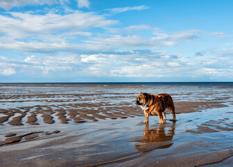 English Bulldogs walking on seaside