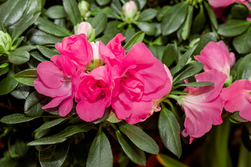 Indian Azalea (Rhododendron simsii) in greenhouse