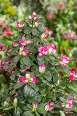 Indian Azalea (Rhododendron simsii) in greenhouse