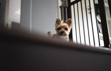 Little Yorkshire Terrier stand and stare from the stairs. Yorkie Dog