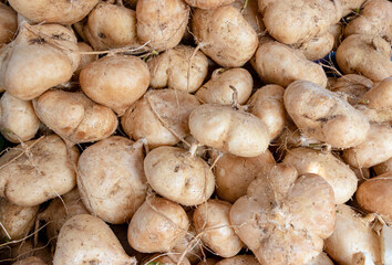 fresh water jicama in heap