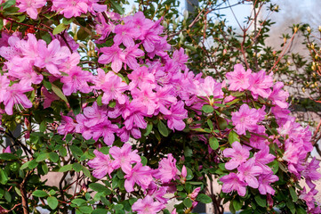 Indian Azalea (Rhododendron simsii) in greenhouse