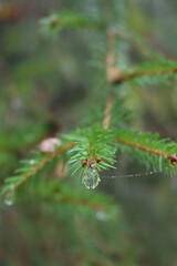 Pine tree branches with rain drops. Nature background on selective focus