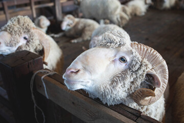 Feeding merino sheep by the wooden fence