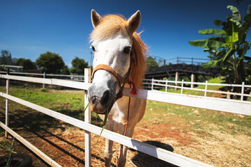 Feeding white hose eating fresh grass in wooden fence