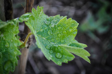 leaf with dew