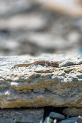 Even-fingered gecko genus Alcophyllex or squeaky gecko in wild nature