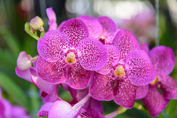 purple orchid in garden