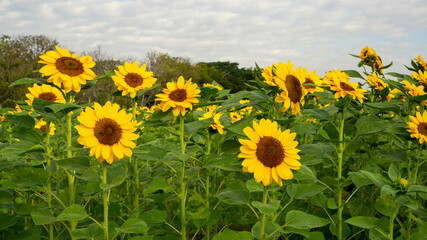 Field of sunflower plant, yellow petals bloom on green leaves in garden