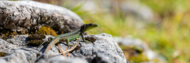 Green Lizard sits on a stone under the sun. The European green lizard Lacerta viridis.
