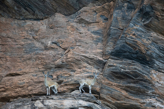 Klipspringer pair on the cliffs of the Zambezi River