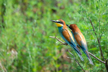 Two European bee-eaters sits on an inclined branch on a blurred green background in bright sunlight. One bird hold a bee in its beak