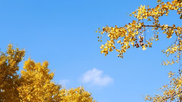 The bright yellow leaves of the Ginkgo Biloba trees in autumn with moving white clouds and blue sky background, 4k time lapse footage.