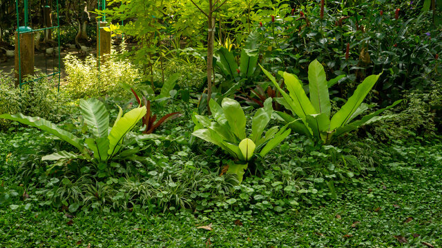 Tropical garden of Bird's nest fern decorated under greenery trees