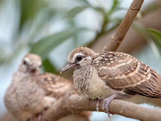 Close-up Baby Zebra Dove Perched on Tree Branch