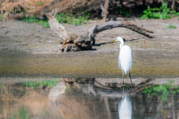 Sad Eastern Great Egret or Ardea alba hunt in the swamp on nature or lake