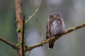 Sperlingskauz (Glaucidium passerinum)