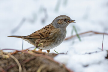 Heckenbraunelle (Prunella modularis)