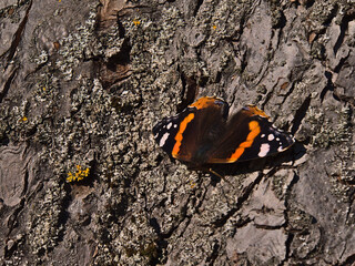Closeup view of beautiful butterfly vanessa atalanta (red admiral) with black wings, red bands and white spots warming up on bark of tree in the morning sun in late autumn in Swabian Alb mountains.