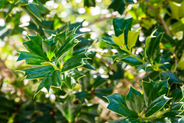 Obraz premium Ilex cornuta or horned holly plant in garden