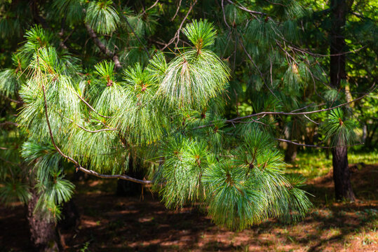 Pine tree or Pinus devoniana and pine needles on branches