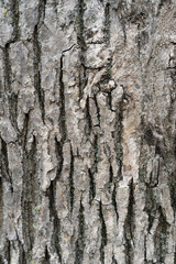 Natural background with tree bark texture.