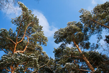 tops of green pines with white snow against a blue sky