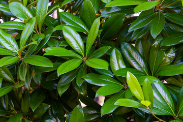 Magnolia green leaves in the garden. Leaves background