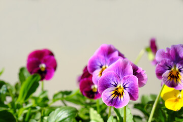紫色の可愛いビオラの花