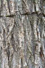 Natural background with tree bark texture.