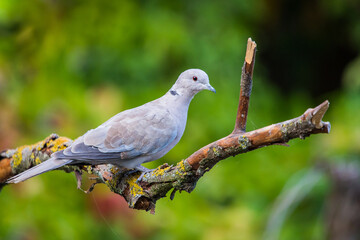 Collared dove or Streptopelia decaocto on branch