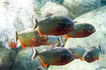 Closeup of a Red-Belly Piranha or Pygocentrus nattereri