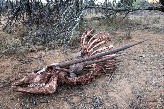 Gemsbok skeleton after having been fed on by lions
