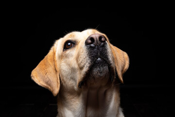 Portrait of a Labrador Retriever dog on an isolated black background.