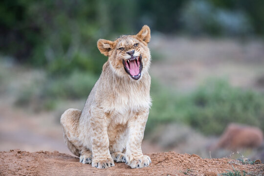 Male  ten month old lion cub