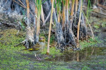 European Greenfinch or Carduelis chloris drinks water